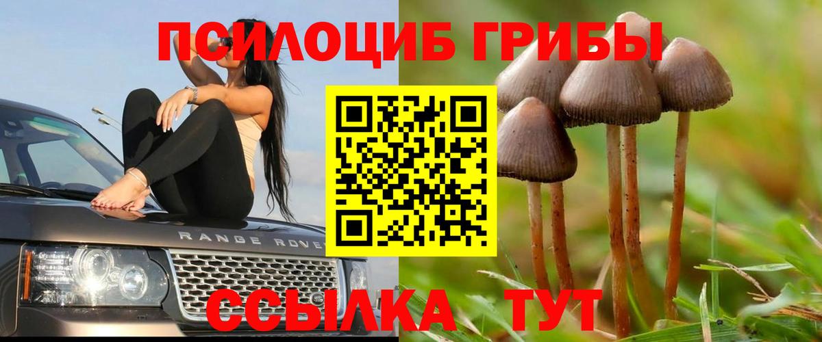 Бугуруслан  Псилоцибиновые грибы мицелий  Вход с VPN  Галлюциногенные грибы Psilocybe 